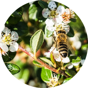 closeup-bee-flowers-appearing-tree-s-branches